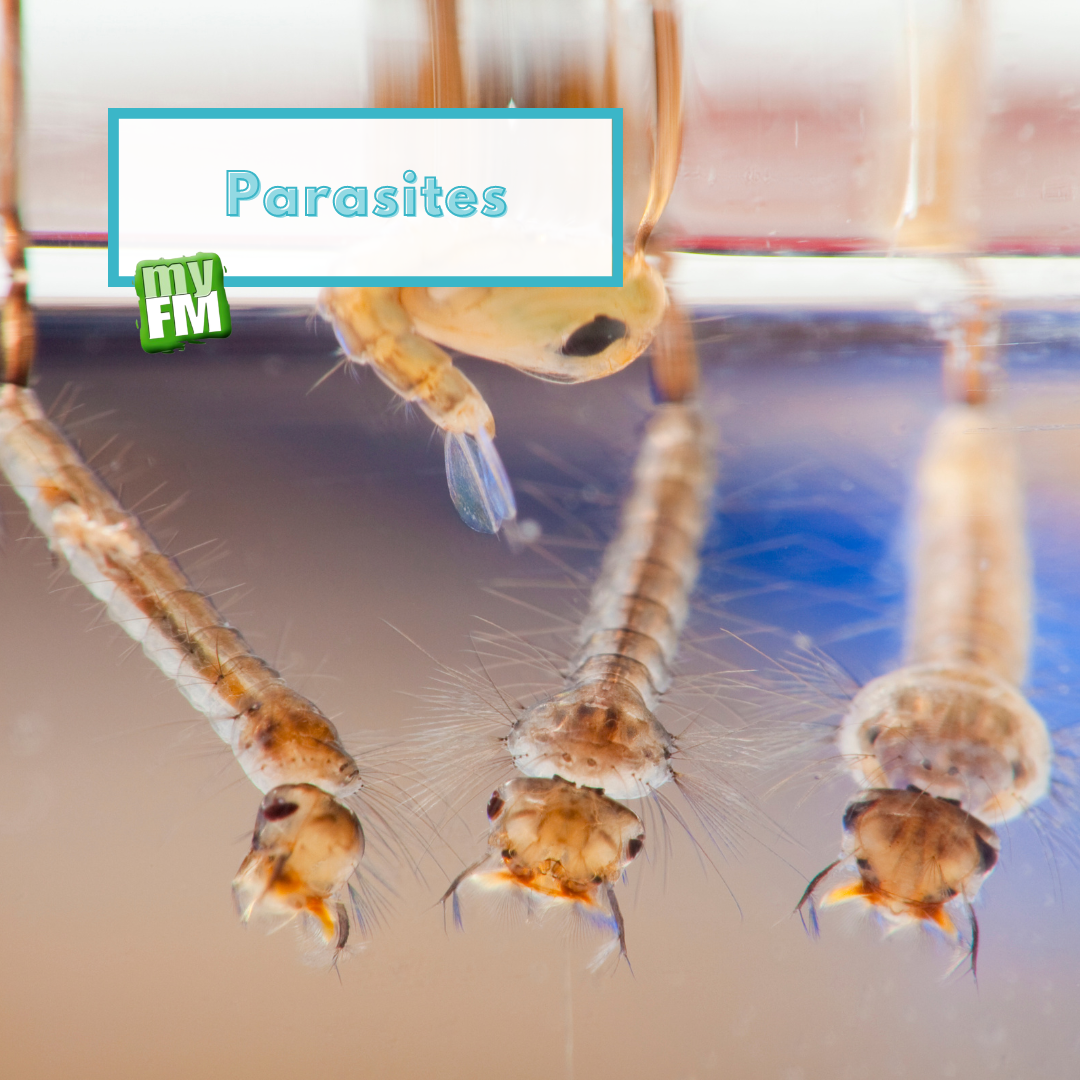 myFM: Parasites 101