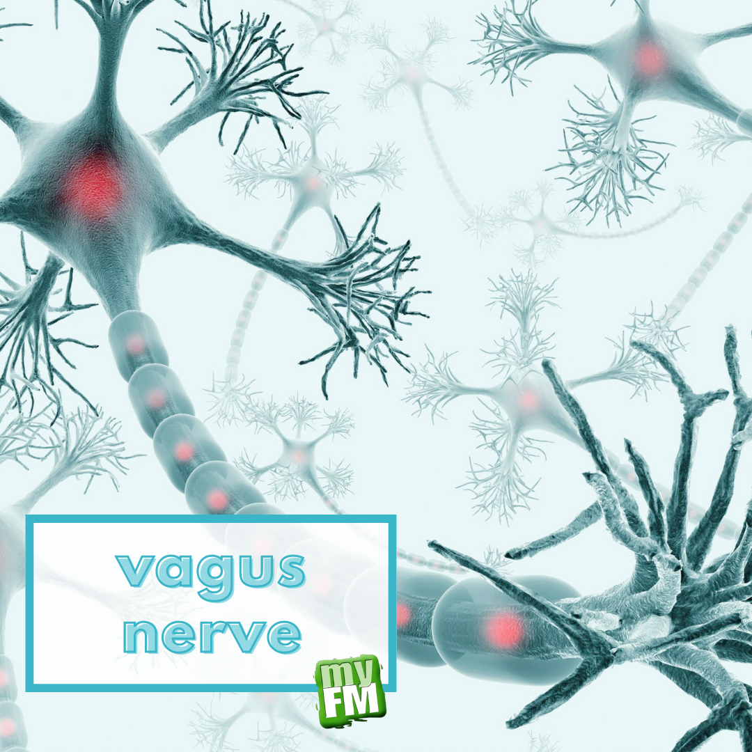 myFM: The vagus nerve